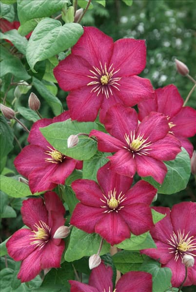 Clematis Ville de Lyon