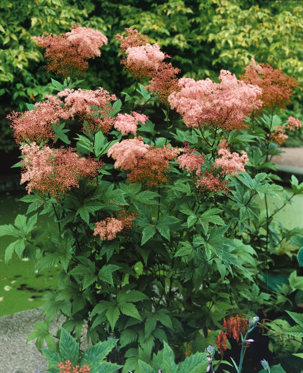 Filipendula rubra Venusta