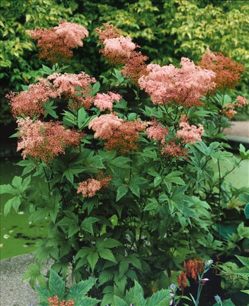 Filipendula rubra Venusta