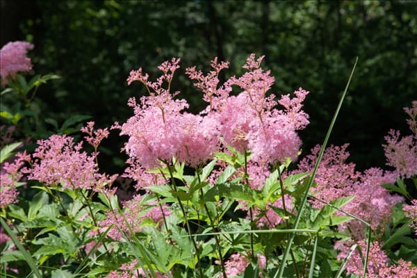 Filipendula rubra Venusta