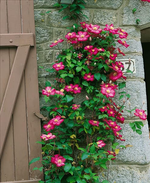 CLEMATIS VILLE DE LYON
