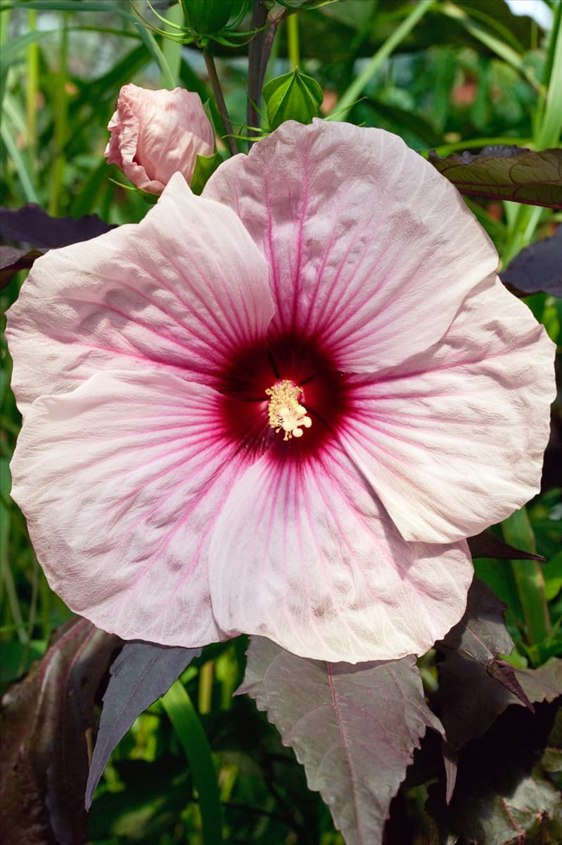 Hibiscus Kopper King