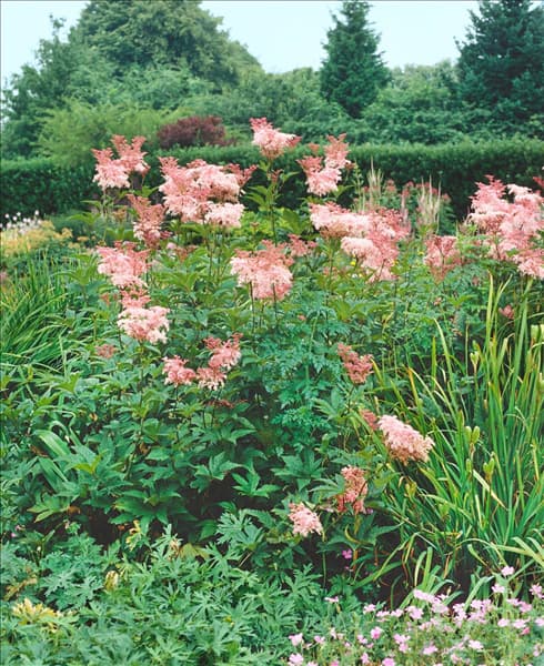 Filipendula rubra Venusta