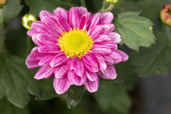 Chrysanthemum multiflora, pink