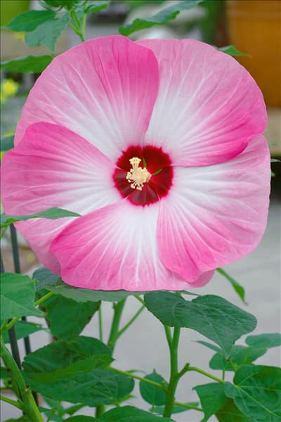 Hibiscus Luna Pink Swirl