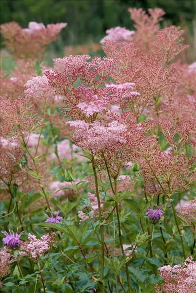 Filipendula rubra Venusta