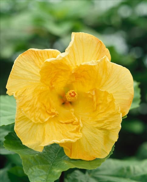 HIBISCUS HONEY DO