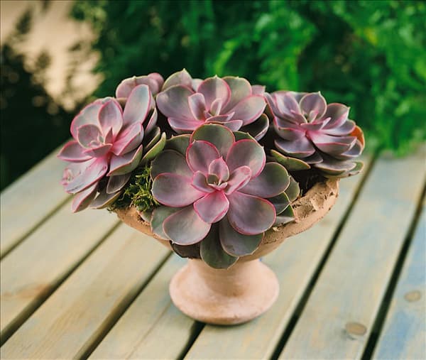 Echeveria sp.