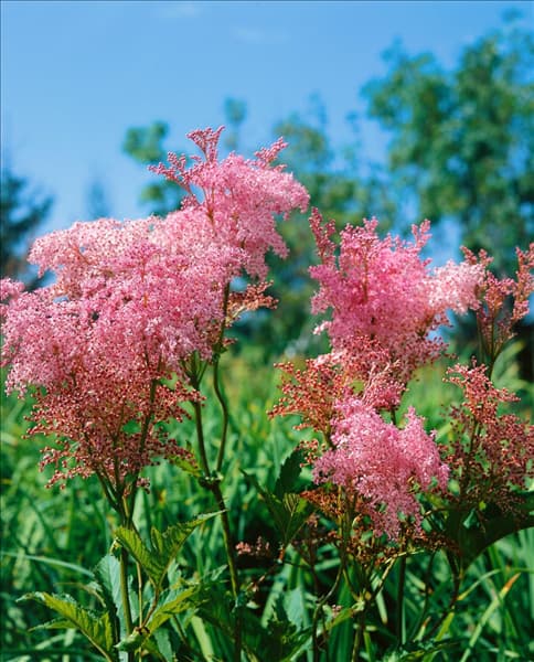 Filipendula rubra Venusta