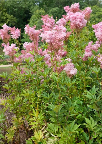 Filipendula rubra Venusta