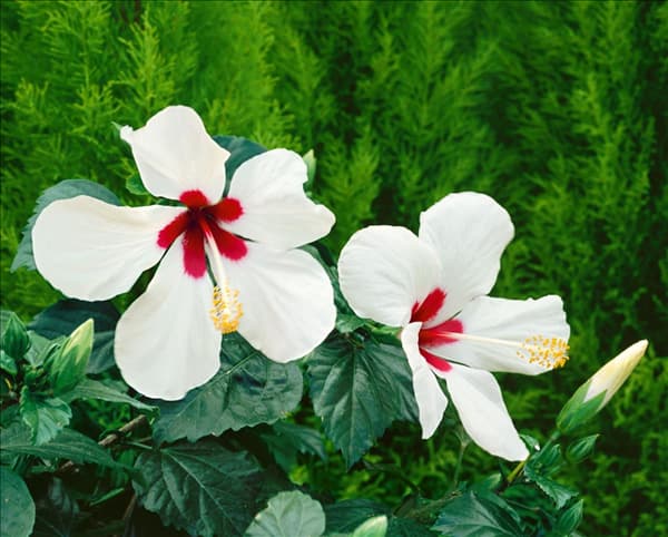 Hibiscus Ibiza