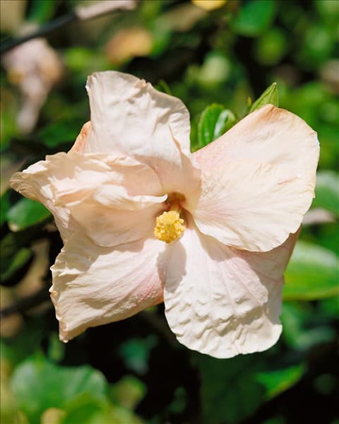 HIBISCUS JERRY HOLST
