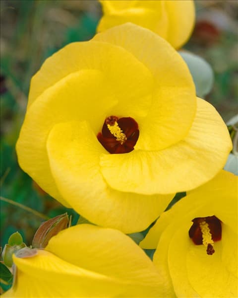 Hibiscus tiliaceus