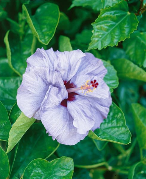 HIBISCUS ISABEL BEARD