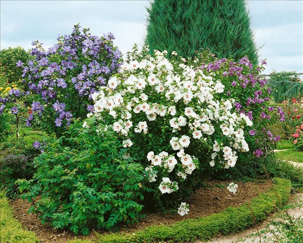 HIBISCUS MIXED