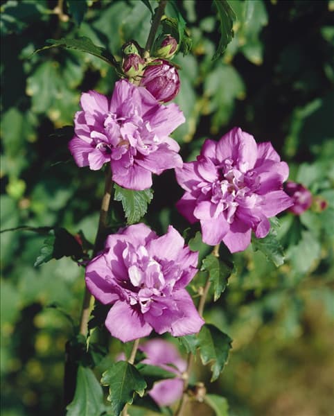 HIBISCUS DOUBLE ARDENS