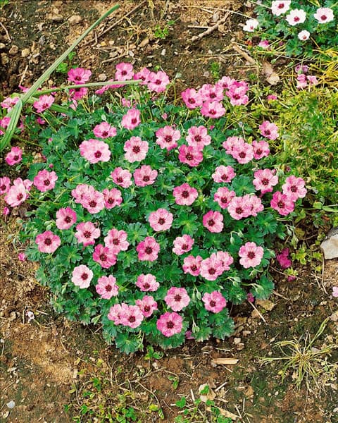Geranium cinereum Ballerina