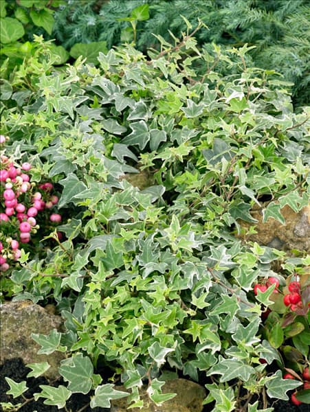 Hedera helix Little Diamond