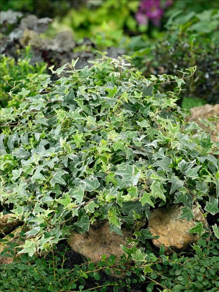 Hedera helix Little Diamond