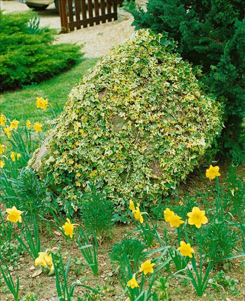 Hedera helix Little Diamond