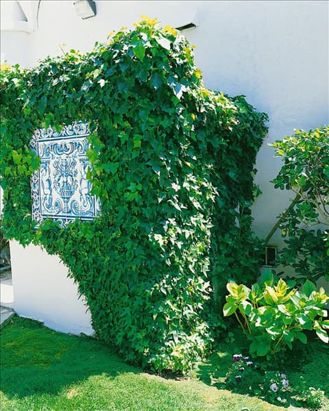 Hedera helix Little Diamond