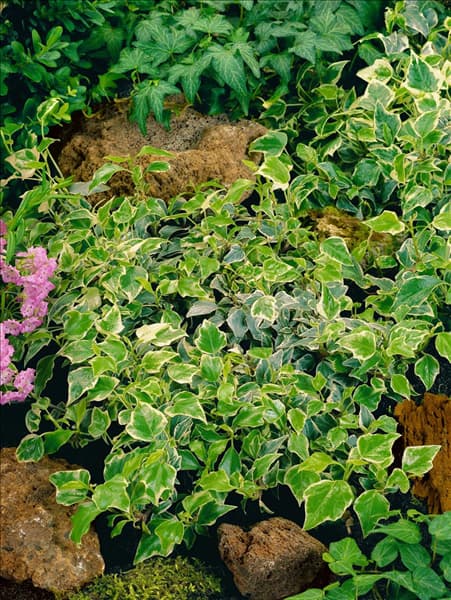 Hedera helix Little Diamond