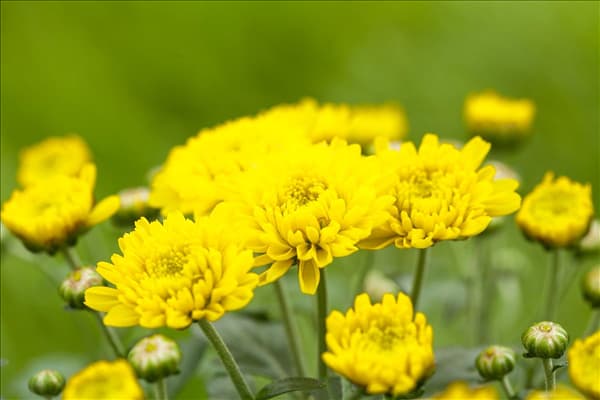 Chrysanthemum indicum 'Garden Mums'