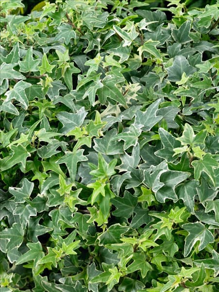 Hedera helix Little Diamond