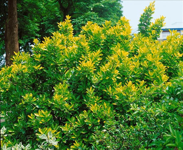 EUONYMUS JAPONICUS