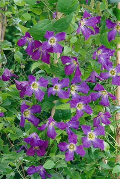 Clematis viticella