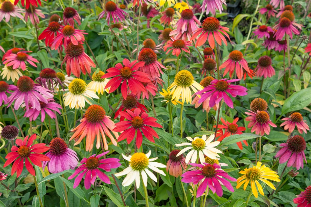 Echinacea purpurea