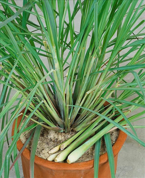 Cymbopogon citratus