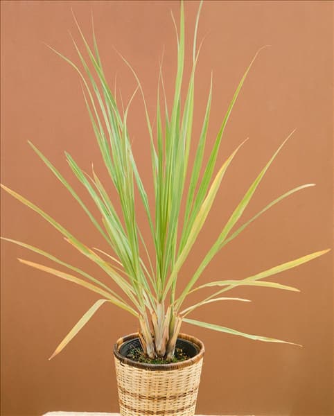 Cymbopogon citratus