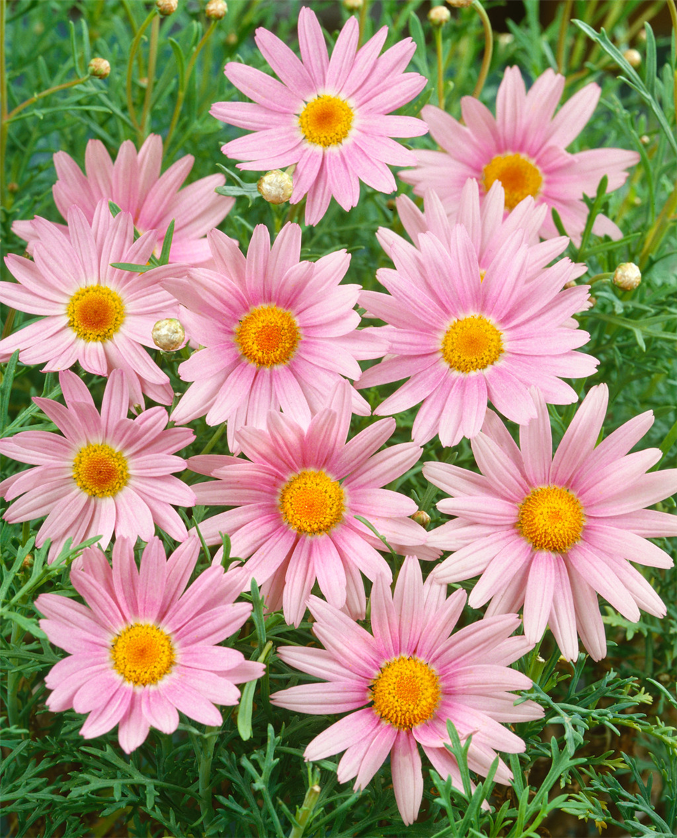 CHRYSANTHEMUM DOLLY VARDEN