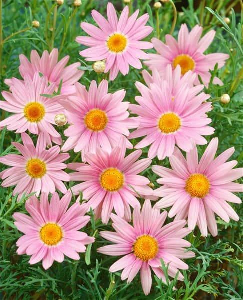 Chrysanthemum indicum 'Paradise'