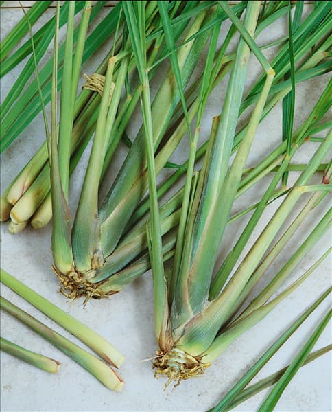 Cymbopogon citratus