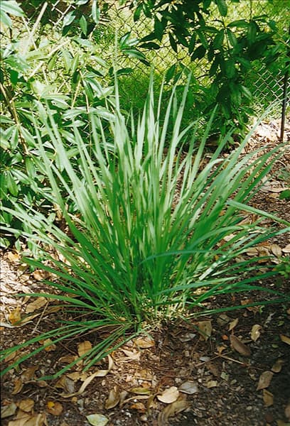 Cymbopogon citratus