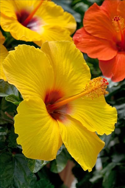 Hibiscus rosa-sinensis Sunny Wind