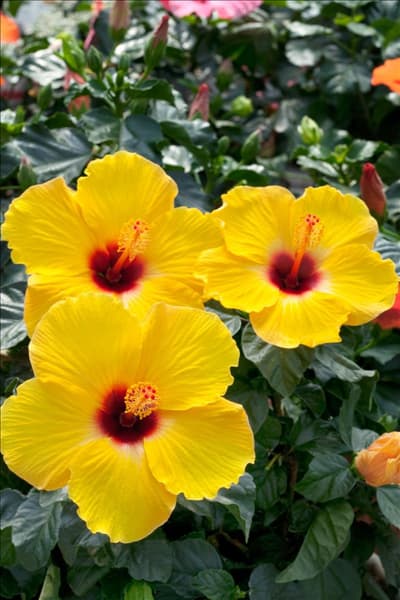 Hibiscus rosa-sinensis Sunny Wind