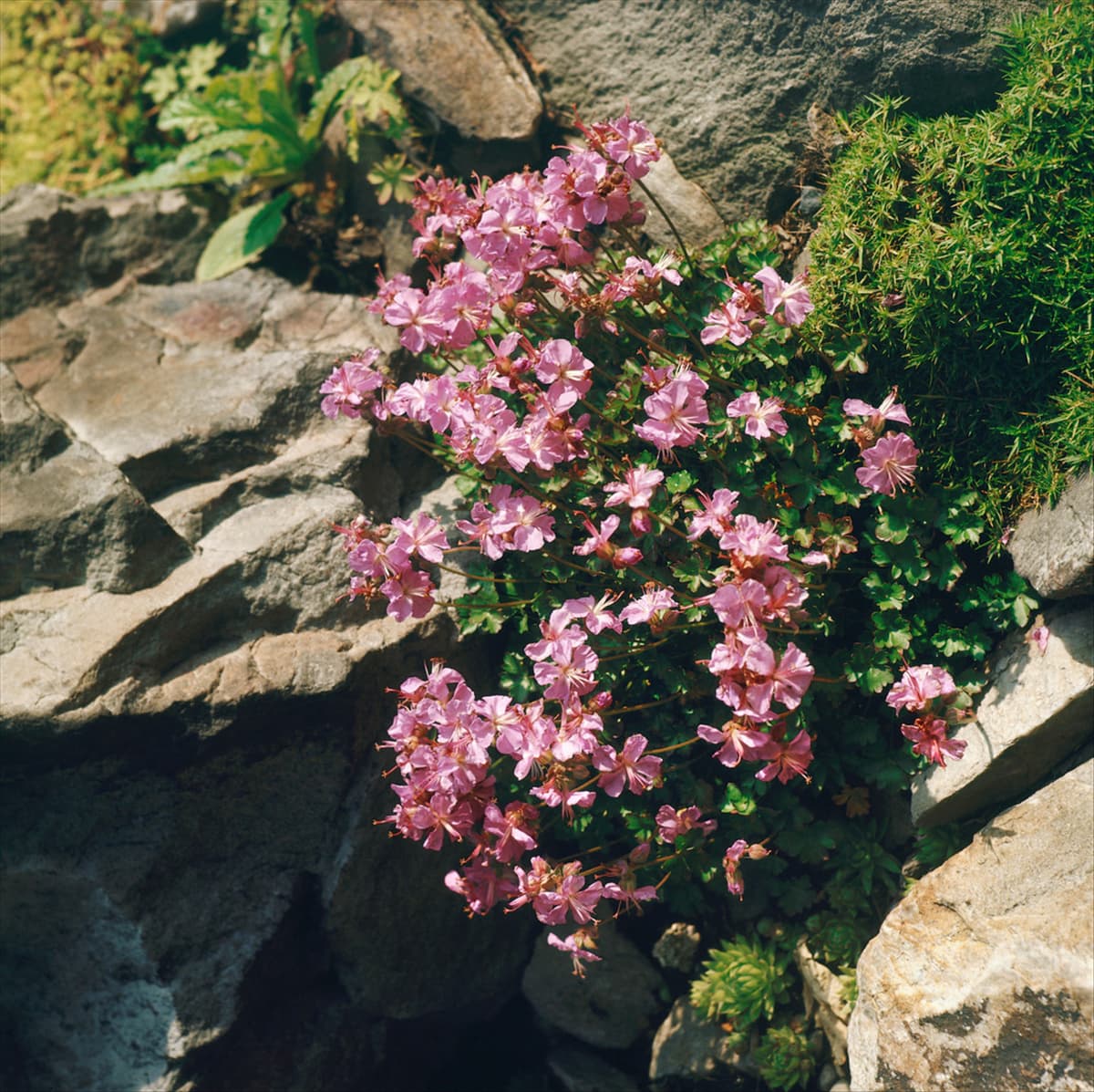 GERANIUM DALMATICUM