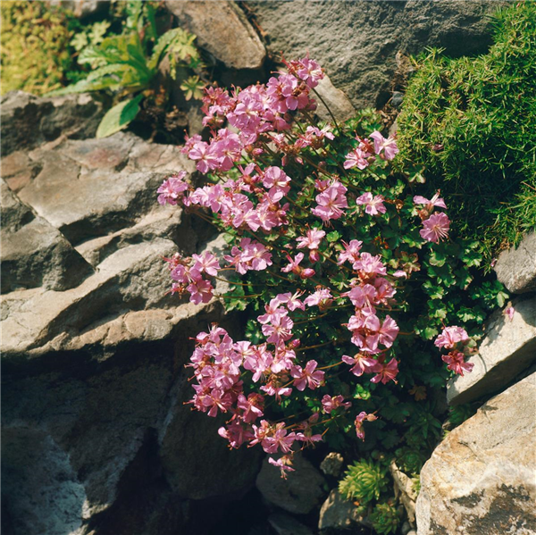 Geranium dalmaticum 'Bressingham Pink'