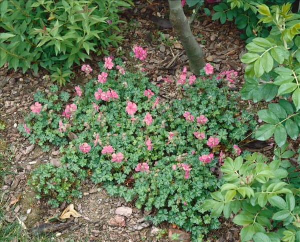 GERANIUM DALMATICUM