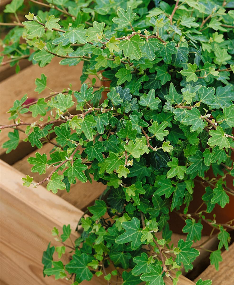 Hedera helix Duckfoot