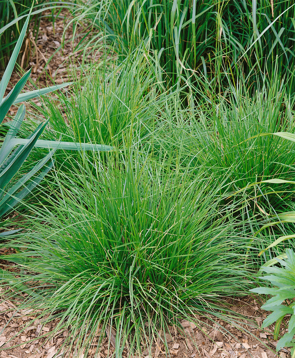 Deschampsia cespitosa Tauträger
