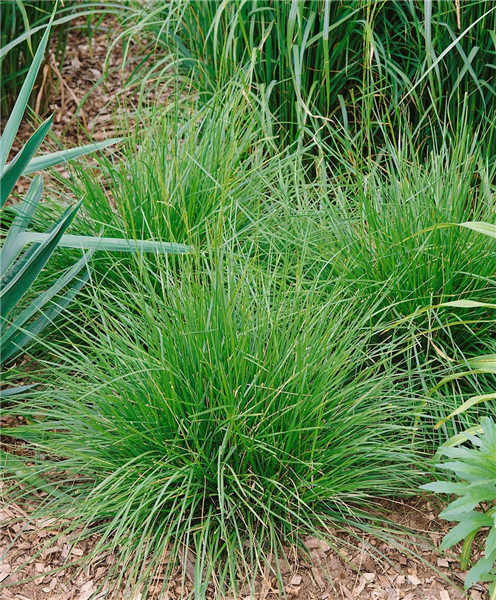 Deschampsia cespitosa 'Tauträger'