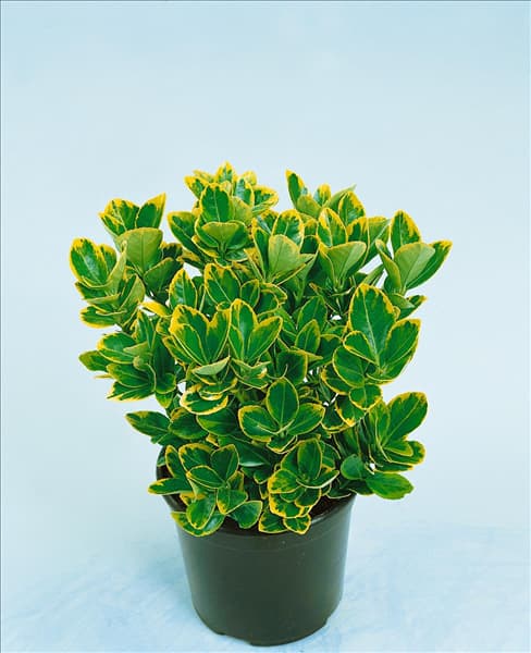 EUONYMUS JAPONICUS AUREOMARGINATUS