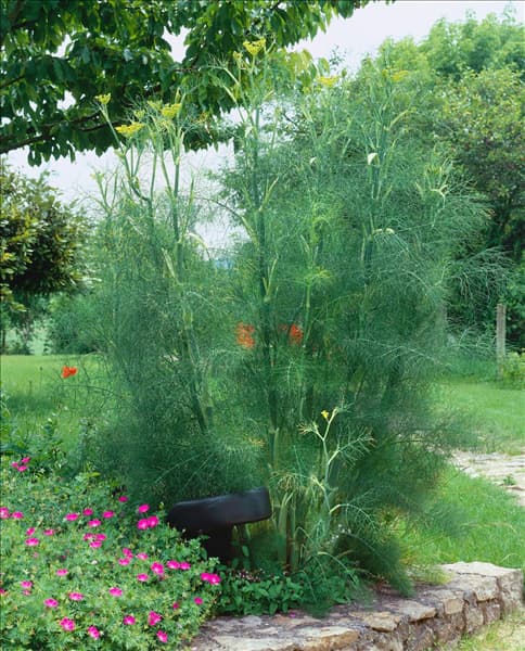 Foeniculum vulgare subsp. vulgare var. dulce