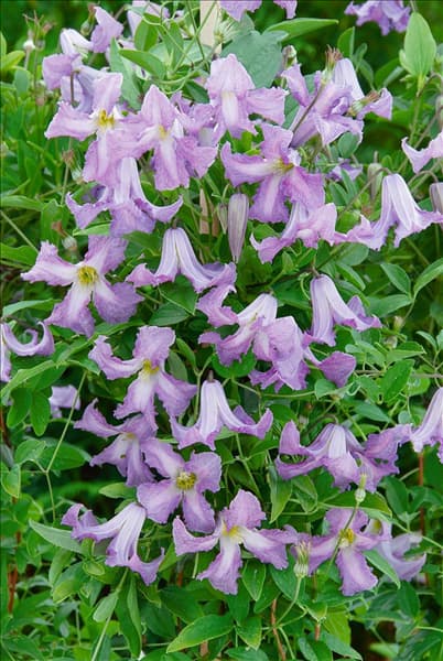 Clematis Betty Corning