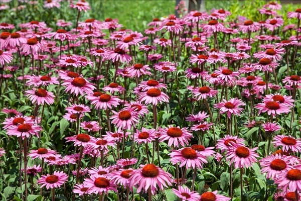 Echinacea purpurea