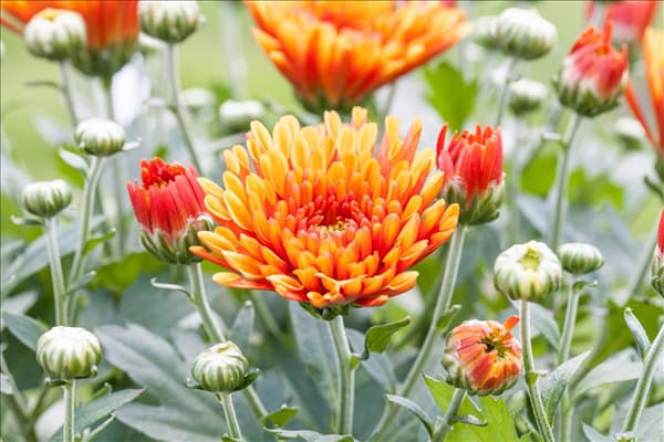 Chrysanthemum indicum, orange